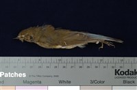 藏品(藍尾鴝)的圖片